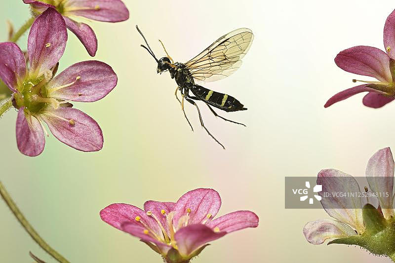 德国，花丛中飞行的玉米秆黄蜂图片素材