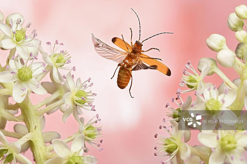 红萤甲在商陆花上飞舞，德国图片素材