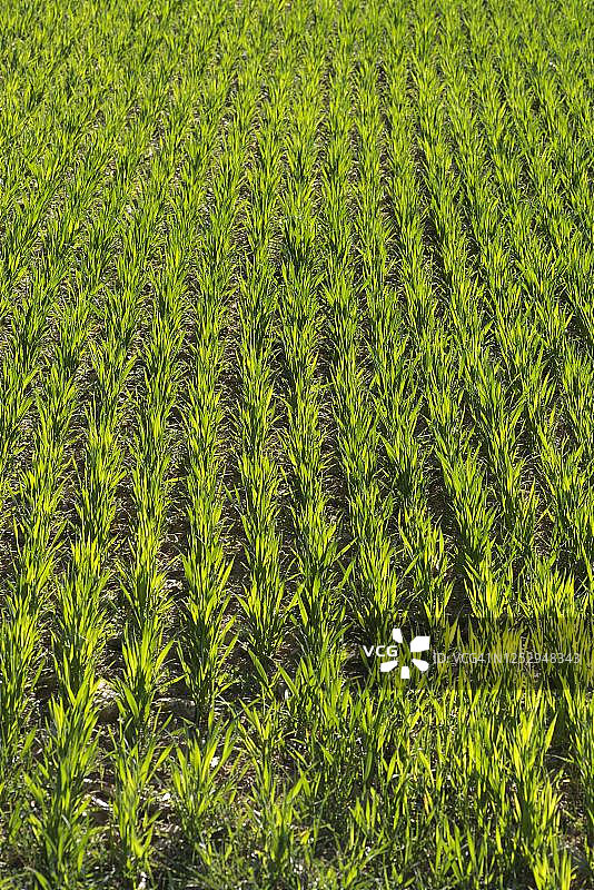 德国巴伐利亚的冬小麦麦田图片素材