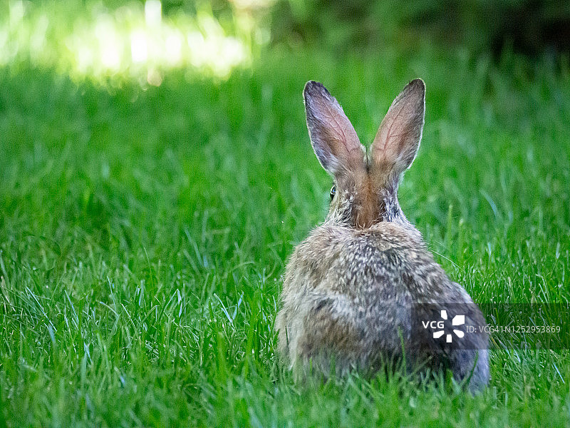 草地上的野生兔子图片素材