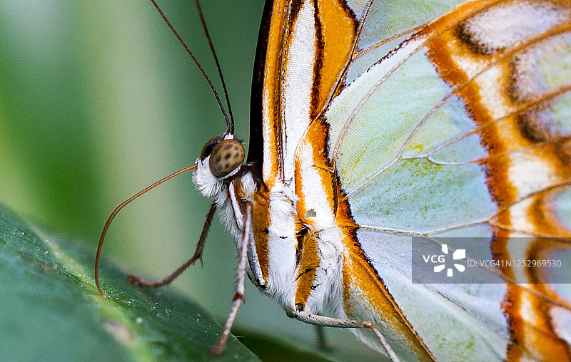 绿凤蝶图片素材