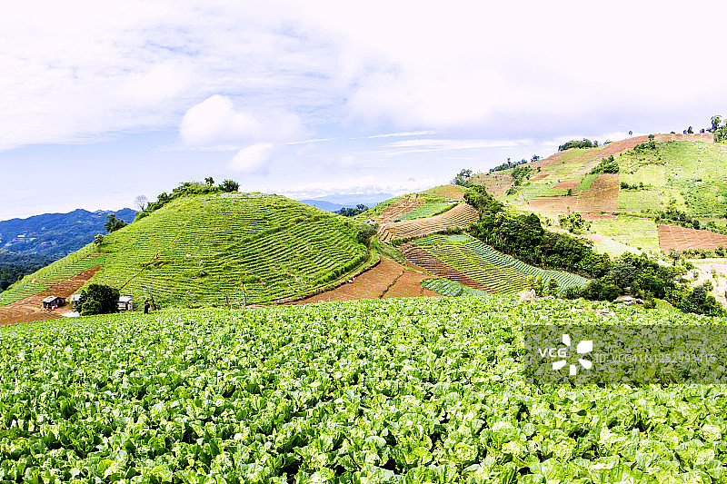 泰国北部蔬菜农场种植的有机新鲜绿色卷心菜图片素材