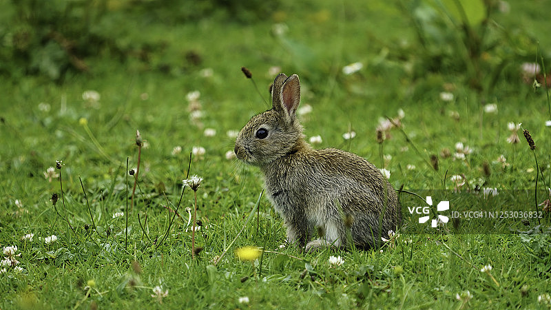 兔子图片素材