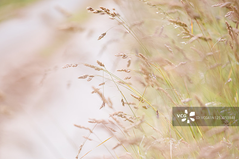 乡村道路旁生长的鸭茅草图片素材