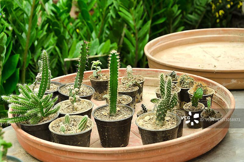 盆栽仙人掌多肉植物图片素材