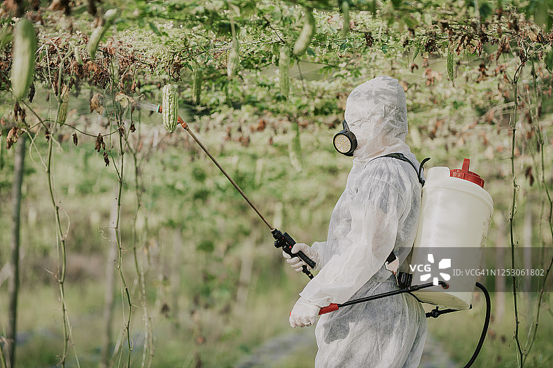 穿防护服的华裔女农民在农场喷洒苦瓜植物进行消毒图片素材