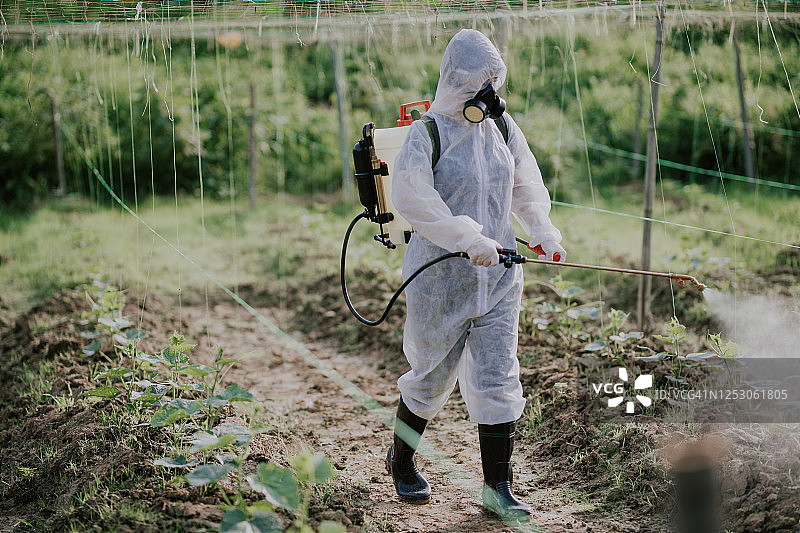 穿防护服的华裔女农民在农场喷洒苦瓜植物进行消毒图片素材