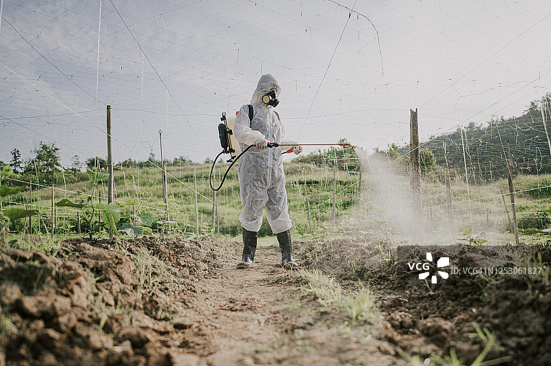 穿防护服的华裔女农民在农场喷洒苦瓜植物进行消毒图片素材