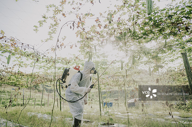 穿防护服的华裔女农民在农场喷洒苦瓜植物进行消毒图片素材