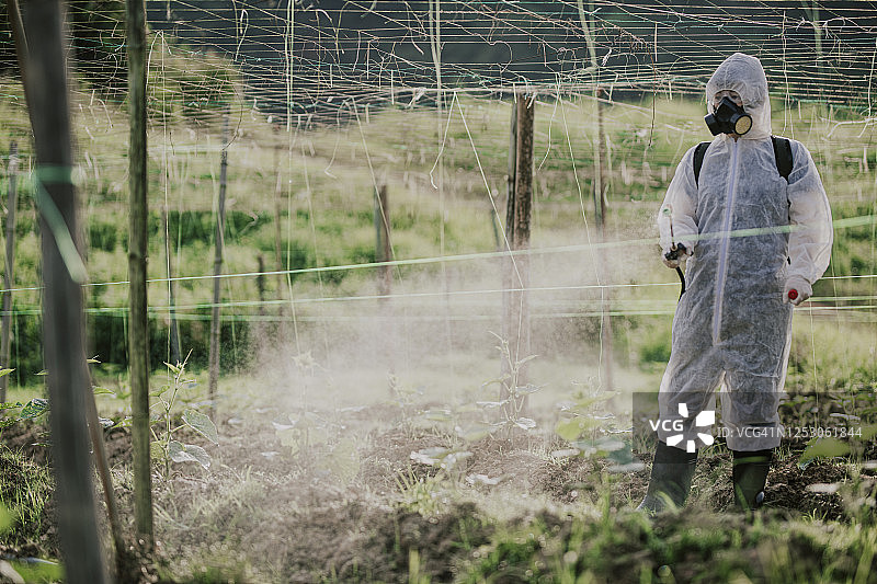 穿防护服的华裔女农民在农场喷洒苦瓜植物进行消毒图片素材