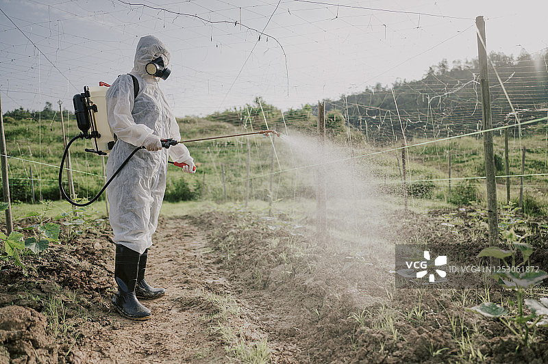 穿防护服的华裔女农民在农场喷洒苦瓜植物进行消毒图片素材