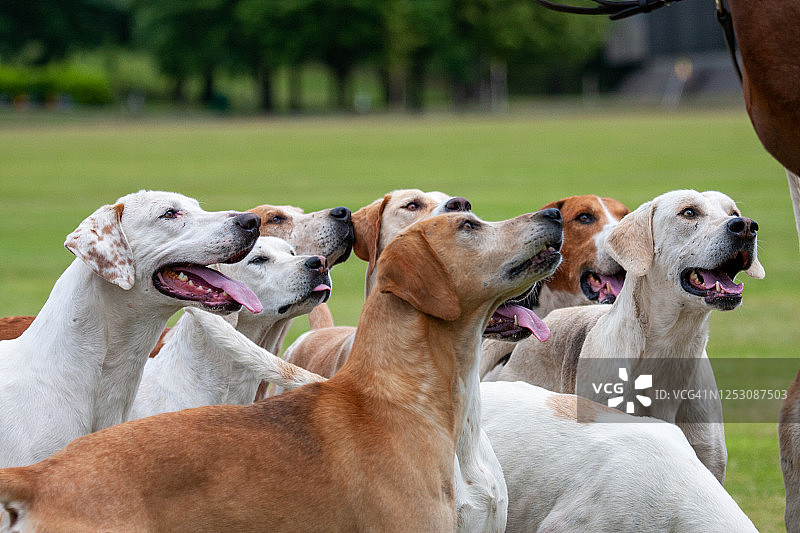 猎狐犬图片素材