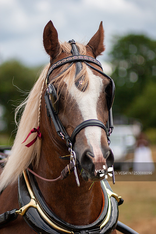 马车马的画像图片素材
