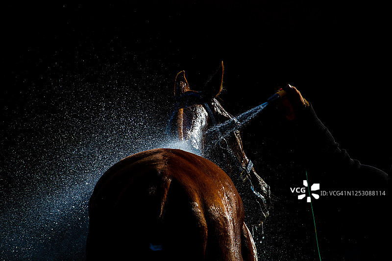 马球运动后降温图片素材