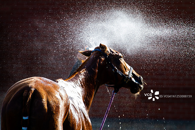 马球运动后降温图片素材
