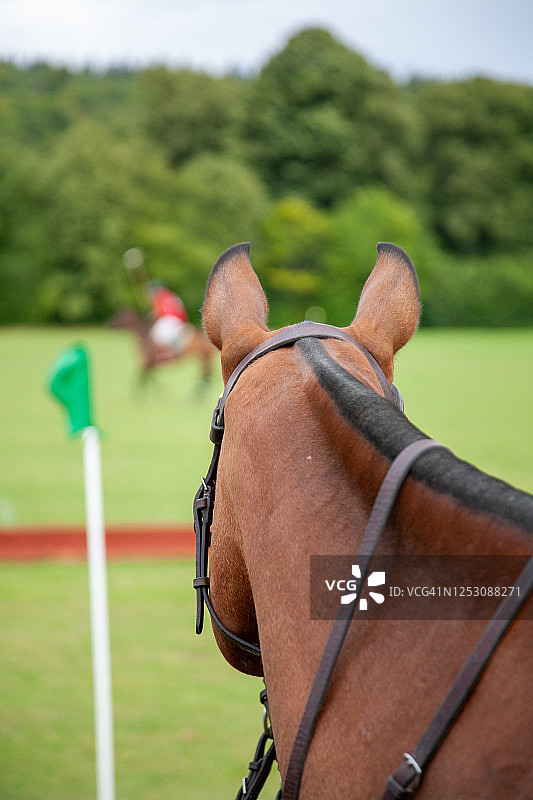等待比赛的马球小马图片素材