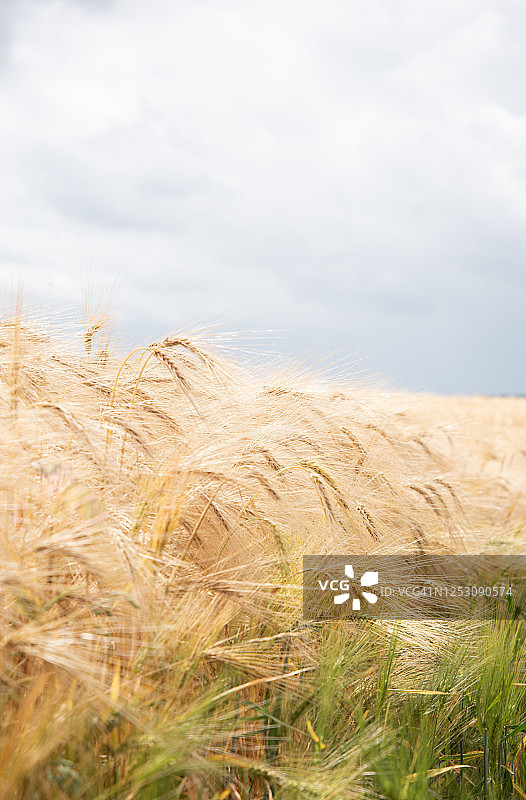 玉米田图片素材