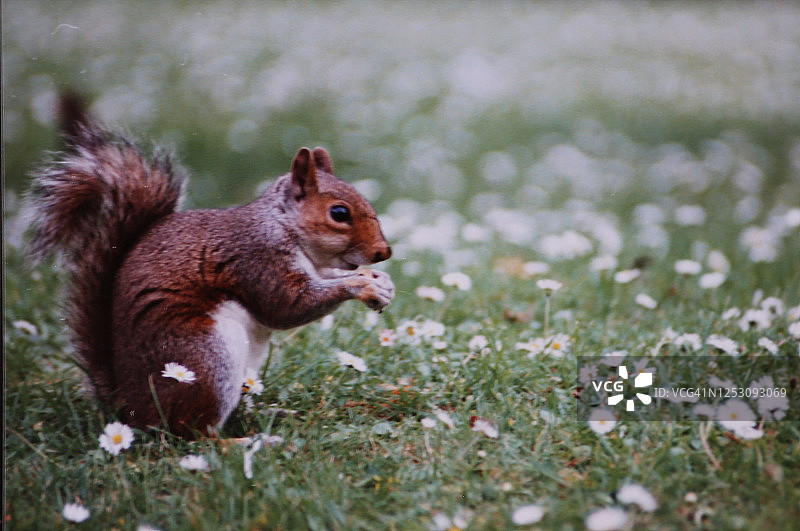 坎布里亚的红松鼠图片素材