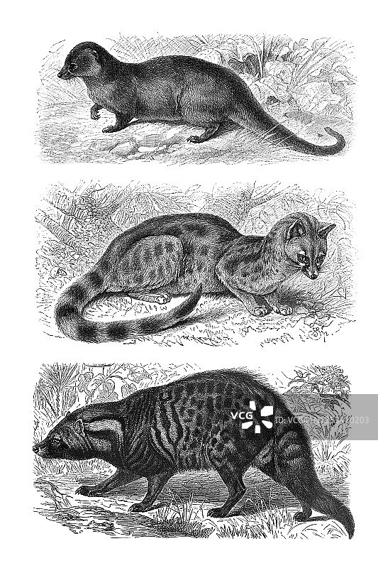 食肉动物古董雕刻插图图片素材