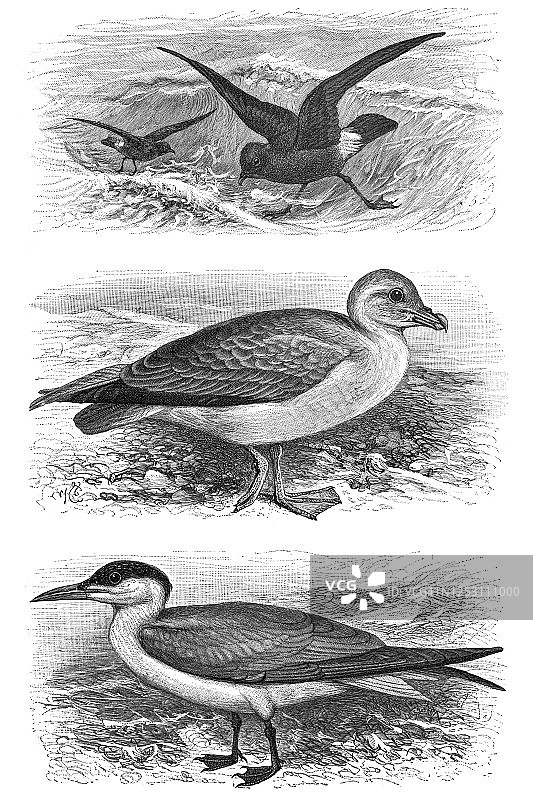 游泳鸟类古版画图片素材