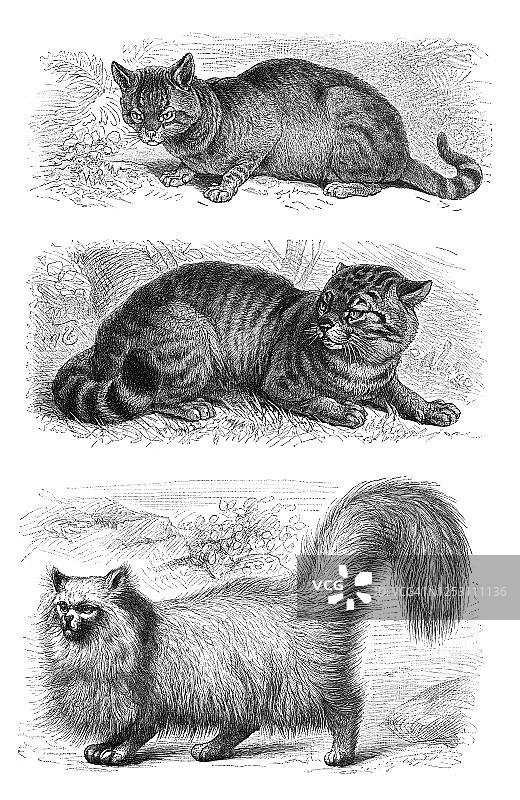 猫的古老雕刻插图图片素材