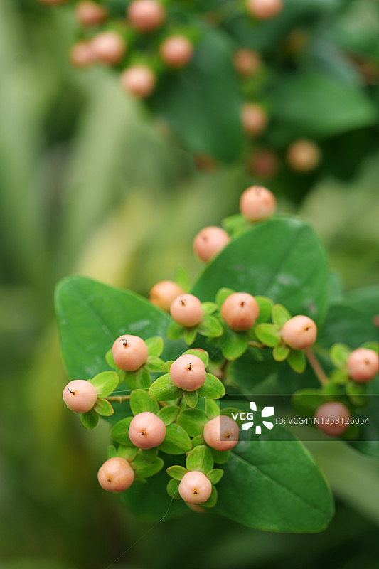 金丝桃图片素材