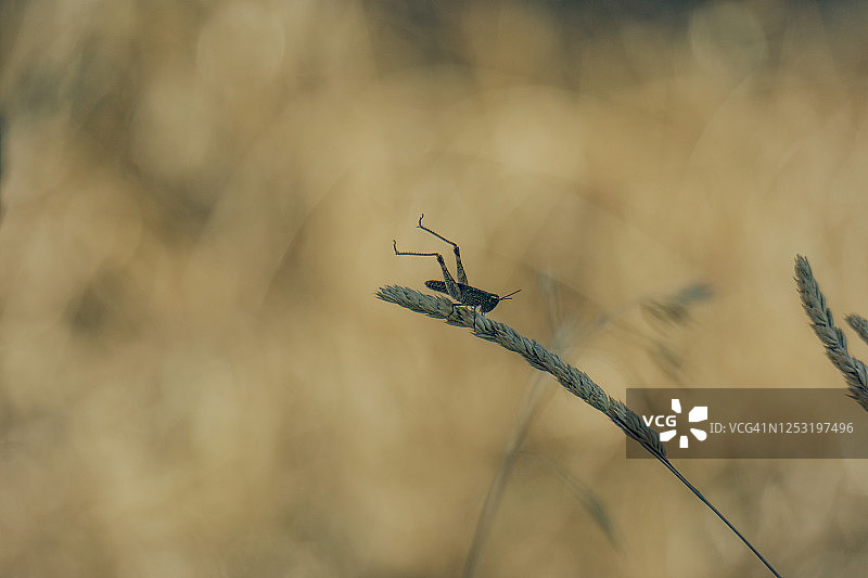 小蚱蜢伸展腿图片素材