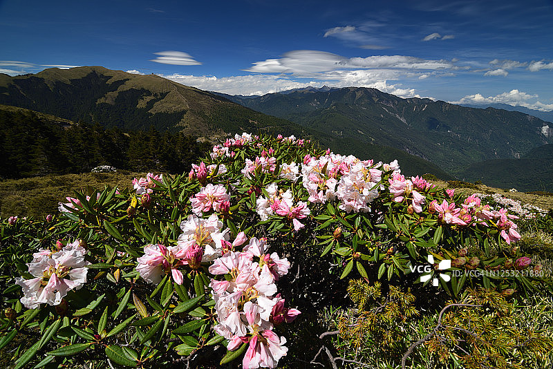 中国台湾高山杜鹃图片素材