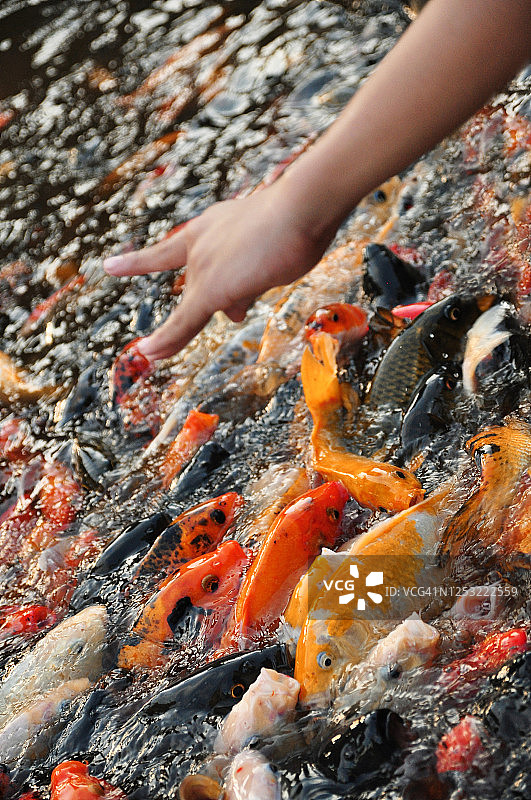 倾斜拍摄的锦鲤池塘图片素材