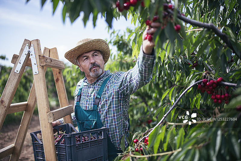 在果园里采摘樱桃的年长者图片素材