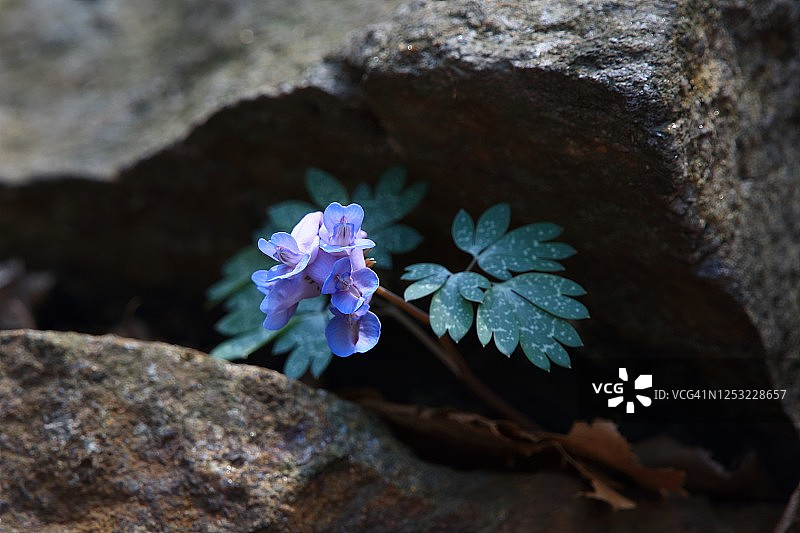 带斑点的堇菜图片素材