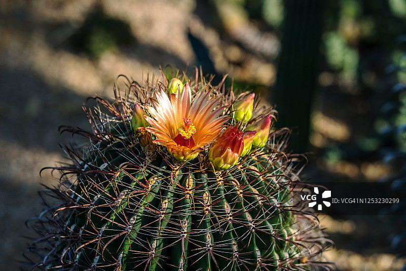 hedgehog仙人掌花图片素材