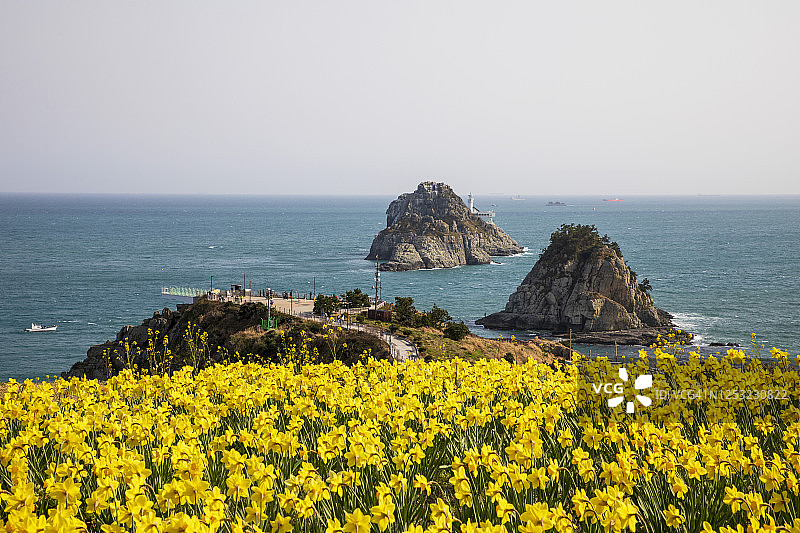 韩国釜山五六岛水仙花海景图片素材