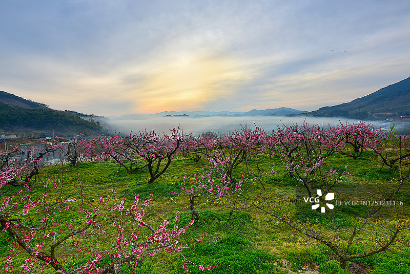 韩国顺天桃园鸟瞰图图片素材