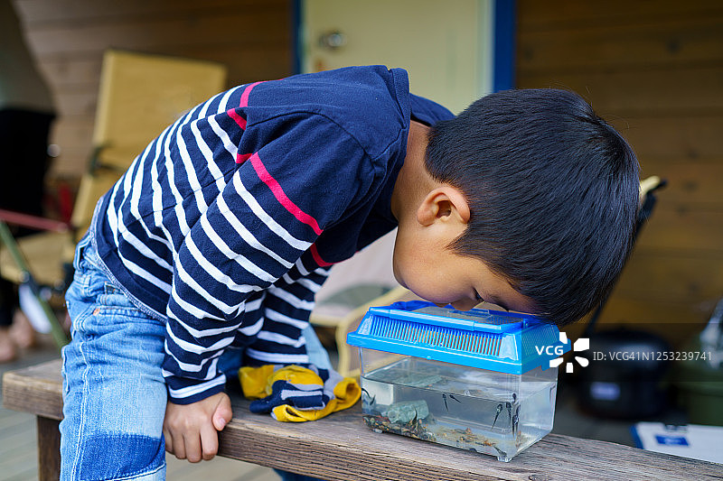 男孩看着小鱼缸图片素材
