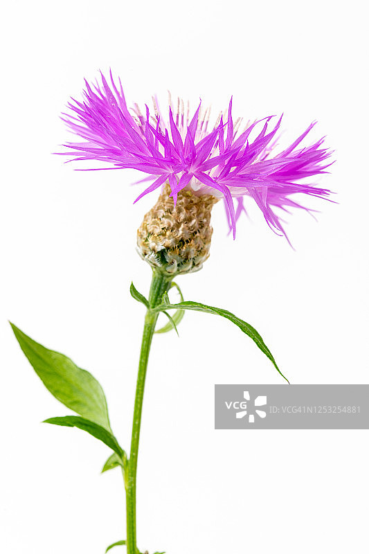 紫色和白色矢车菊图片素材