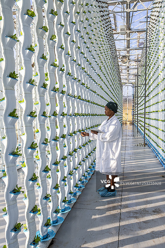 非洲裔女农民在水培农场检查生菜图片素材