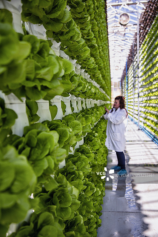 穿白大褂的女农民在水培农场检查并收集幼生菜的数据图片素材