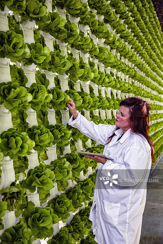 身穿白色外套，手持数字平板电脑，检查和收集水培农场中生菜幼苗数据的女人图片素材