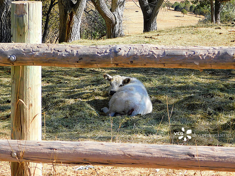 牧场上躺在地上的小牛图片素材