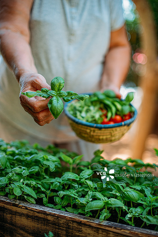 采摘新鲜蔬菜的女农民图片素材