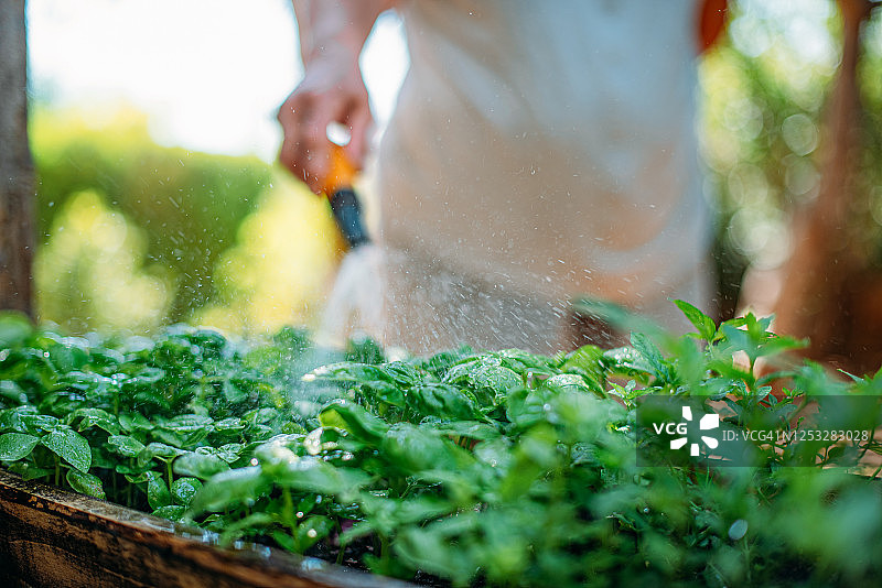女人给罗勒浇水图片素材