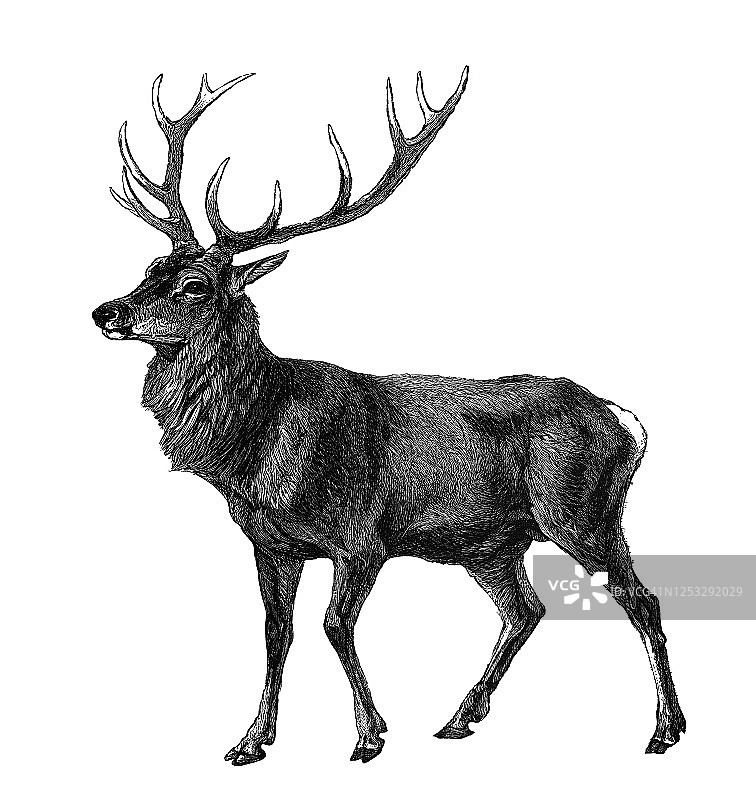马鹿（Cervus elaphus）古老雕刻插图图片素材