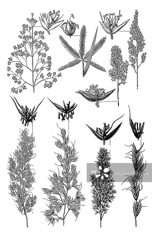 各种草类植物古老版画图片素材