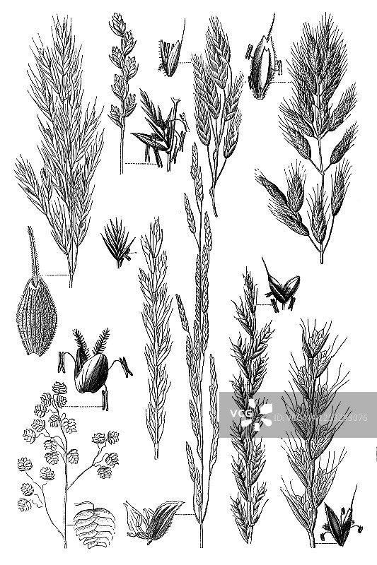 各种草类植物古老版画图片素材