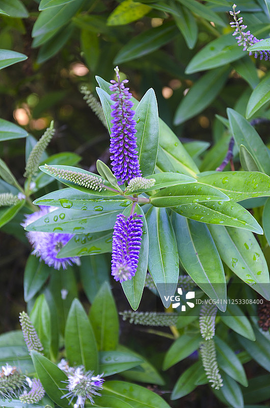新西兰穗花永生花图片素材