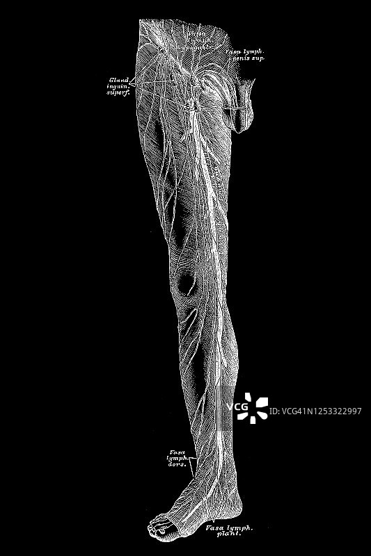 腿部淋巴管图片素材