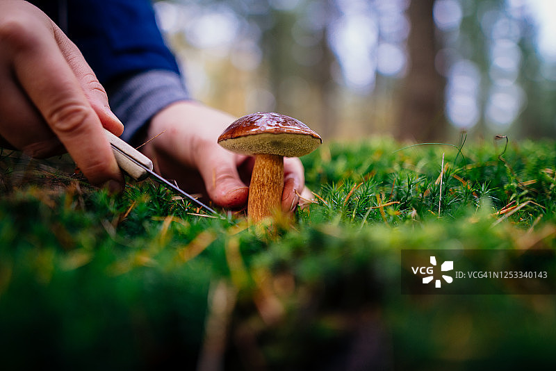 女人在森林里发现一个大斗篷蘑菇图片素材