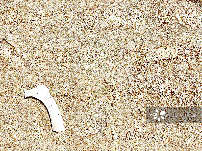 沙滩上不明的小骨头图片素材