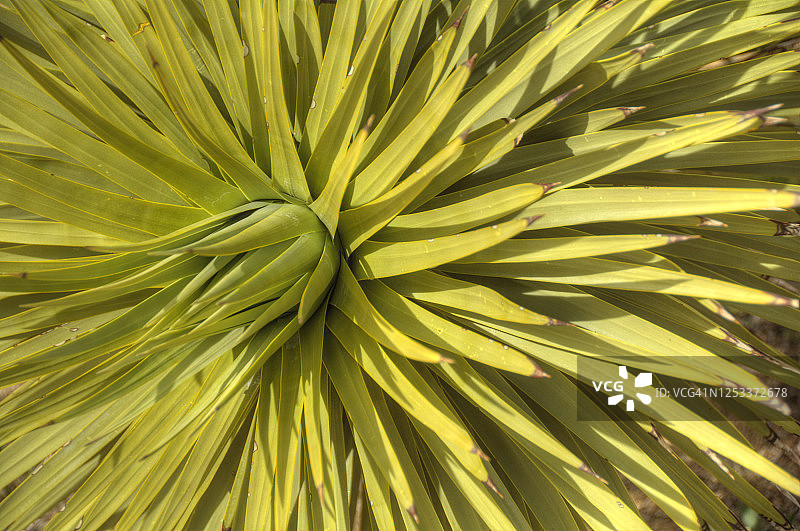 约书亚树枝特写图片素材